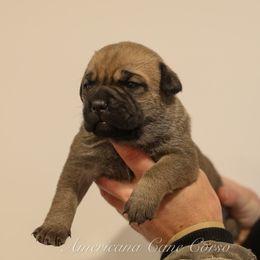 Girl 3 - Fawn female Cane Corso puppy in Cable, Ohio from Americana Cane Corso