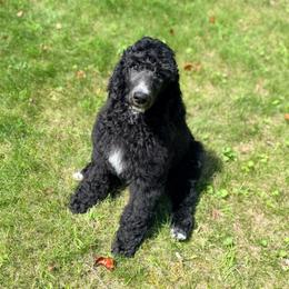 Jules - Blue female Poodle puppy in Detroit Lakes, Minnesota from Pickerel Pups