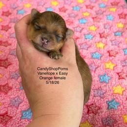 Orange Girl - Orange female Pomeranian puppy in Lehi, Utah from Candy Shop Poms