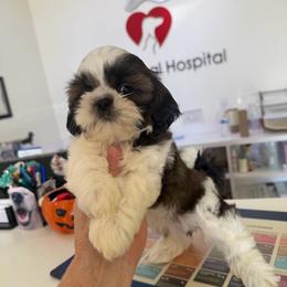 AKC Pickles - Champion Bloodline - Tricolor male Shih Tzu puppy in Long Beach, California from Prieto Shih-Tzu's