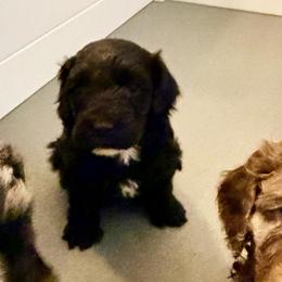 Darla - Black female Goldendoodle puppy in Anthem/Phoenix, Arizona from Ironwood Doodles