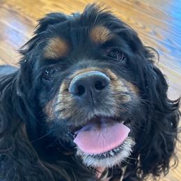 Shelby - Cocker Spaniel