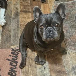 Lizzy - French Bulldog
