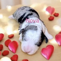 Nova - Merle female Goldendoodle puppy in North Branch, Michigan from Graceful Miniature Goldendoodles