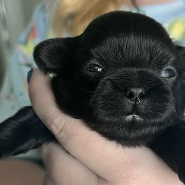 Girl 2 - Shih Tzu puppy in Beatrice, Nebraska from I Shih Tzu Not Puppies