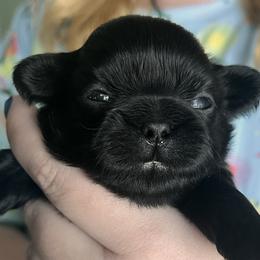 Girl 2 - Shih Tzu puppy in Beatrice, Nebraska from I Shih Tzu Not Puppies