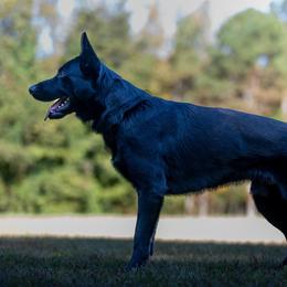 Lemmy - German Shepherd