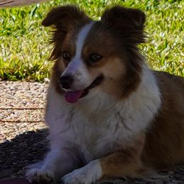 Layla - Toy Australian Shepherd