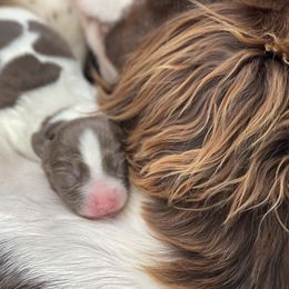 English Springer Spaniel Puppies from Southern Springers