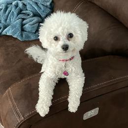 Lulu - Cavachon
