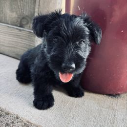 Boy 2 - Black male Scottish Terrier puppy in Scurry, Texas from Starlight Scotties of Texas