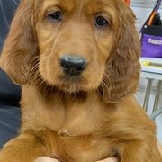 Irish Setters from Heartland Irish Setters