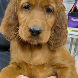 Irish Setters from Heartland Irish Setters