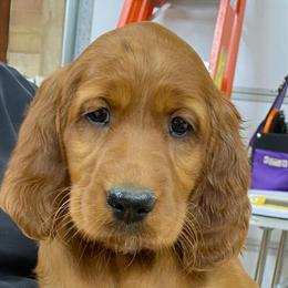 Irish Setters from Heartland Irish Setters