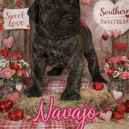 Perro de Presa Canario Puppies from Mesquite Creek Kennels