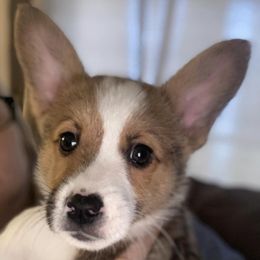 Pembroke Welsh Corgis from Thistle Patch Corgi Farm