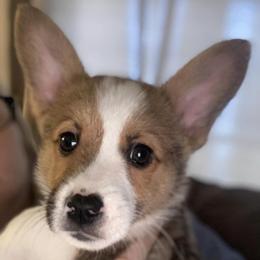Pembroke Welsh Corgis from Thistle Patch Corgi Farm