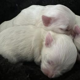Maltese from Khashoggi Augustin's Maltese