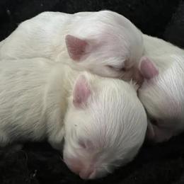 Maltese from Khashoggi Augustin's Maltese