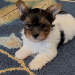 Fender - Parti male Yorkshire Terrier puppy in Colmesneil, Texas from Wanda Toparcean's Yorkies