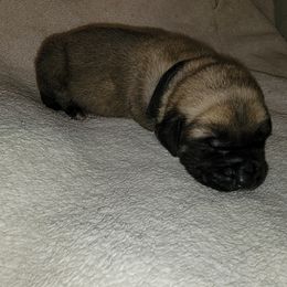 Boy 1 - Fawn Mastiff puppy in Aurora, Colorado from Bratay Mastiffs