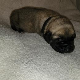 Boy 1 - Fawn Mastiff puppy in Aurora, Colorado from Bratay Mastiffs