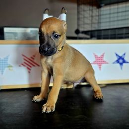 Boy 1 - Tan male Xoloitzcuintli puppy in Myakka, Florida from Experience The Wild