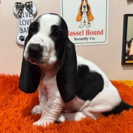 YooHoo - Black and white male Basset Hound puppy in Pilot Mtn, North Carolina from Lowdown Love Basset Hounds