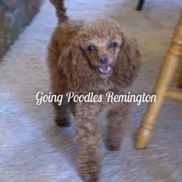 Remington - Poodle