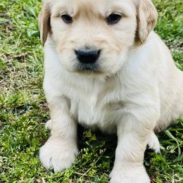 Golden Retriever Puppies from Golden Bunns Retrievers