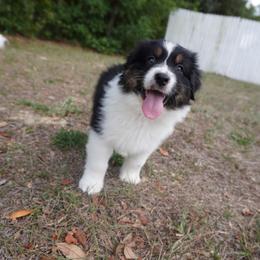 Quantum - Black tri-color male Australian Shepherd puppy in Weeki Wachee, Florida from Ace of Spades Australian Shepherds