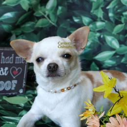 Willow - Chihuahua