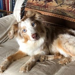 Angel - Australian Shepherd