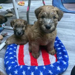 FIFA 22 - Wheaten male Soft Coated Wheaten Terrier puppy in Gainesville, Virginia from Cross the Rubicon