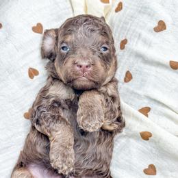 Male 3 - Brown and tan male Cockapoo puppy in Otisville, Michigan from Danie’s Darling Doodles LLC