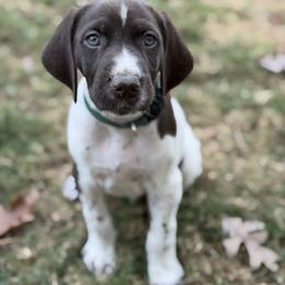 Hank - Green Collar - Liver and white male German Shorthaired Pointer puppy in Conroe, Texas from Tipsy Rabbit GSP TopDog Kennel