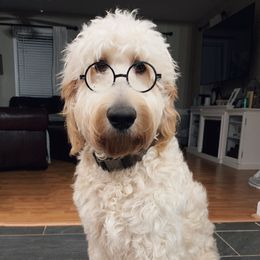 Hank - Goldendoodle