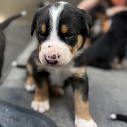 Green boy - Black, white and red male Greater Swiss Mountain Dog puppy in Woodland, Washington from Woodland Swissie’s