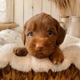 Summer - White Collar - Red  female Goldendoodle puppy in Huntsville, Alabama from Falcon Ridge Doodles