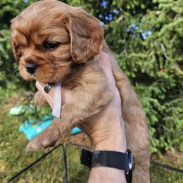 White - Ruby female Cavalier King Charles Spaniel puppy in Utah from Parker Puppies