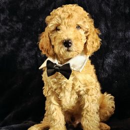 Bruno - Red  male Goldendoodle puppy in Trinity, North Carolina from Gallimore Doodles
