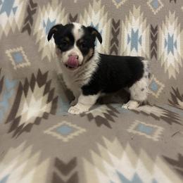 American Corgis and Pembroke Welsh Corgis from Bailey Nannini