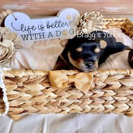 Yorkshire Terrier Puppies from Bragg’s Yorkies