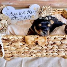 Yorkshire Terrier Puppies from Bragg’s Yorkies
