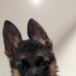 German Shepherd Puppies from Green Forest German Shepherds