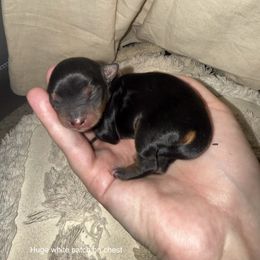 Amaryllis - Black and gold female Yorkshire Terrier puppy in Prescott Valley, Arizona from Bragg’s Yorkies