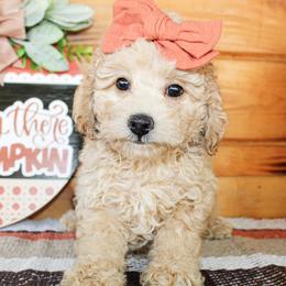 Anna - Apricot female Goldendoodle puppy in Antlers, Oklahoma from Rocking H