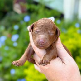 Patsy - Red  female Goldendoodle puppy in Wharton, Texas from Little Fur Friends