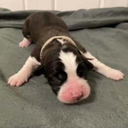 White collar male - Red and white male Saint Bernard puppy in Albany, Georgia from Magnolia Saint Bernards