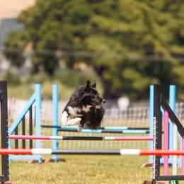 Border Collies from Cathedral Border Collies